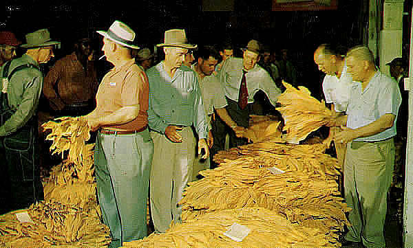 Tobacco Auction