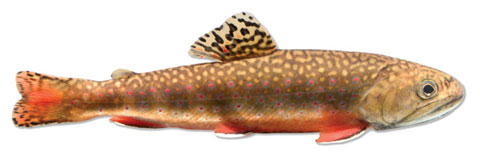 brooktrout72