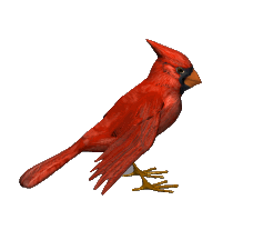 cardinal