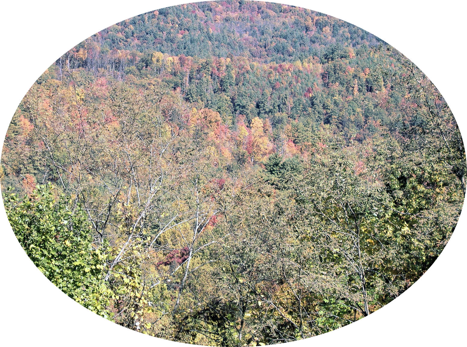 cherohala28