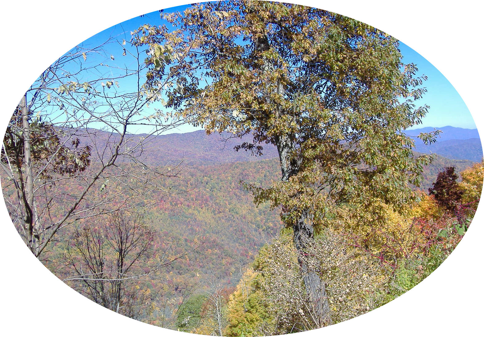 cherohala36