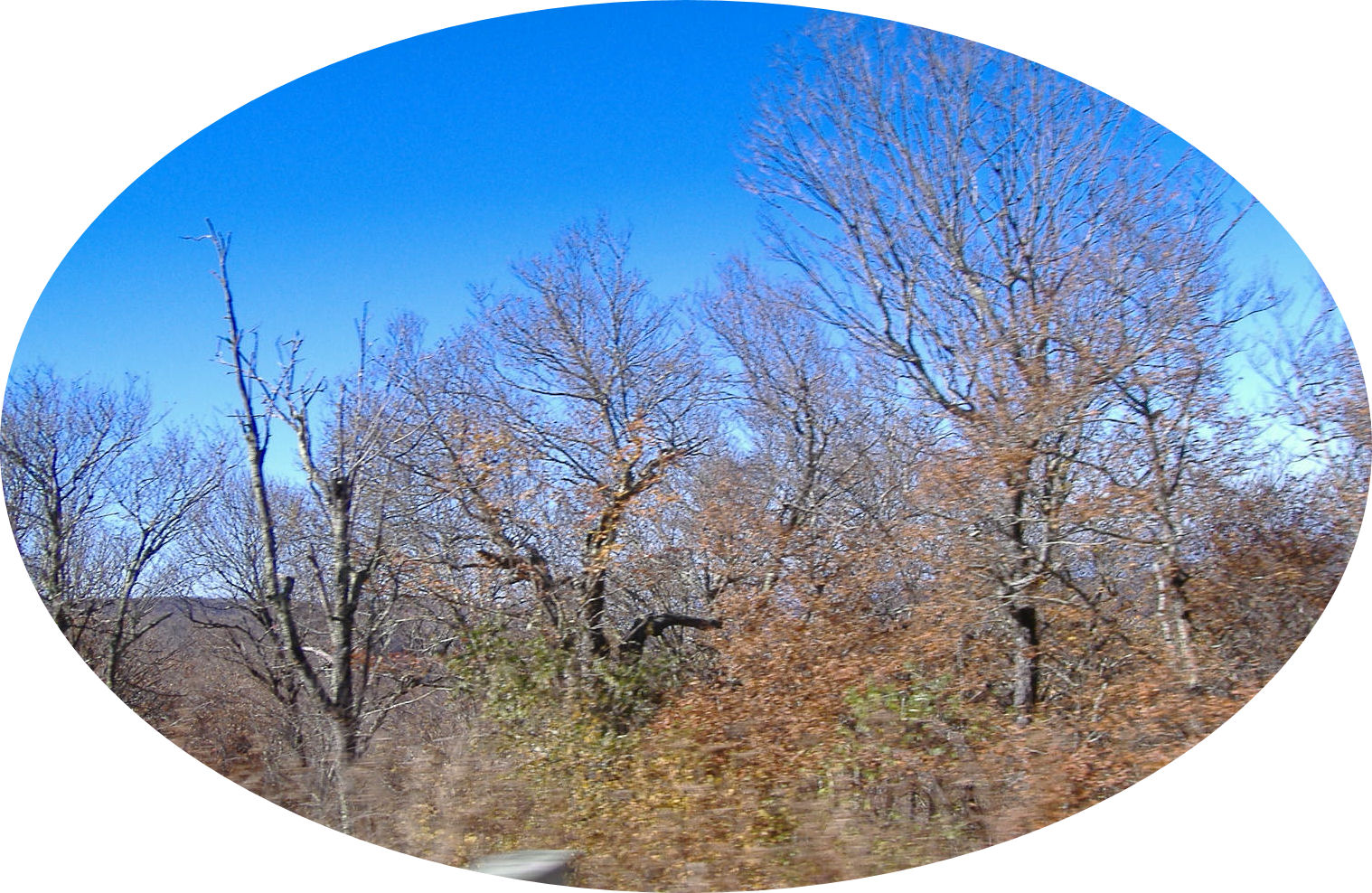 cherohala44