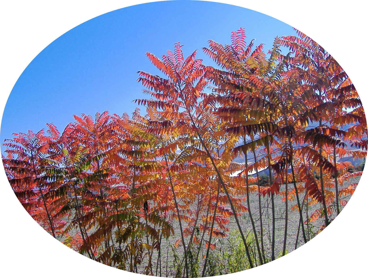 cherohala7