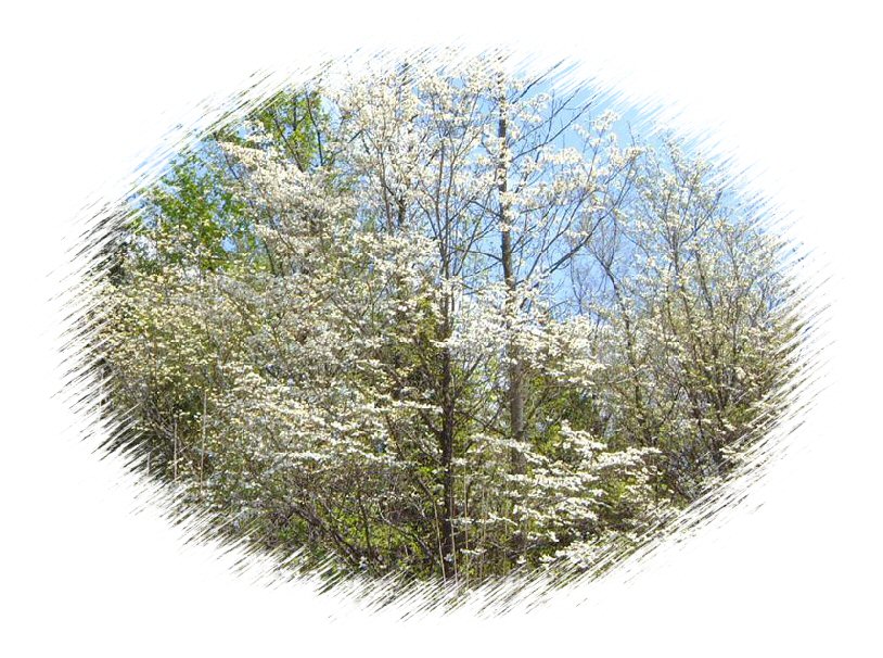 dogwood