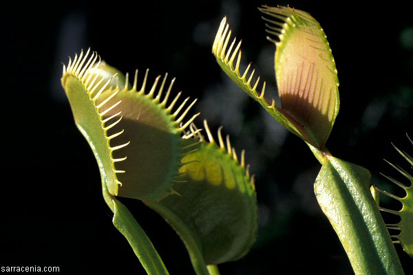 flytrap