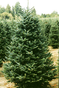 fraser_fir