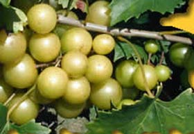 scuppernong2