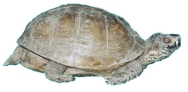 turtleanim
