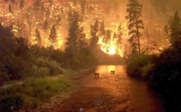 Wildlife Fire