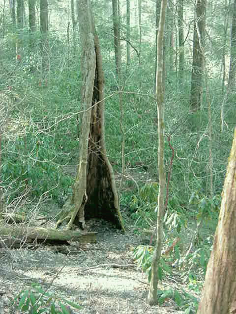 pics of trees. The huge trees are very old;