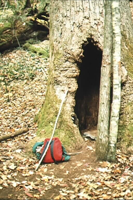 Hollow Poplar Tree