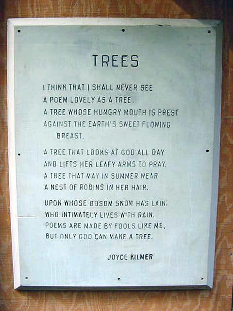 Which Of The World's Trees Do You Find The Most Huggable?  Democratic