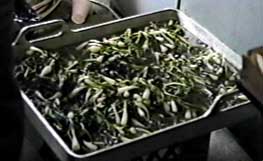 cooked ramps