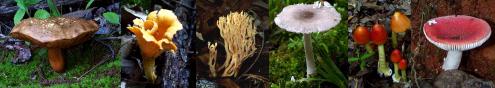 small pictures of mixed fungi